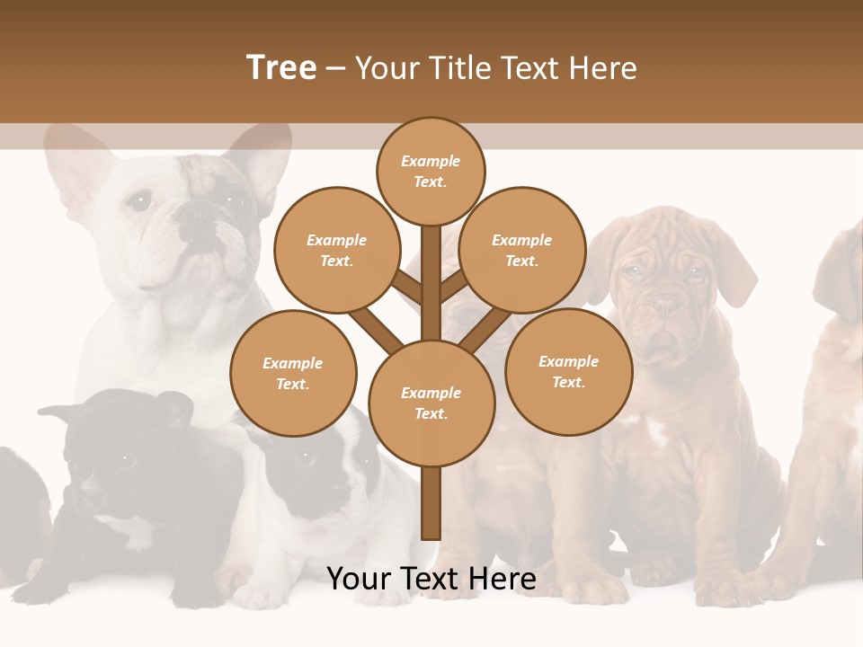 Pet Veterinary PowerPoint Template