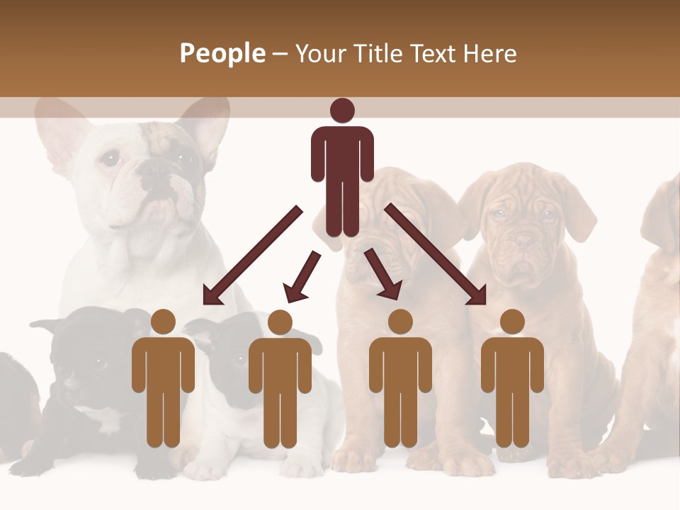 Pet Veterinary PowerPoint Template