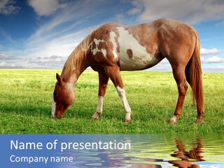Beautiful Horses PowerPoint Template