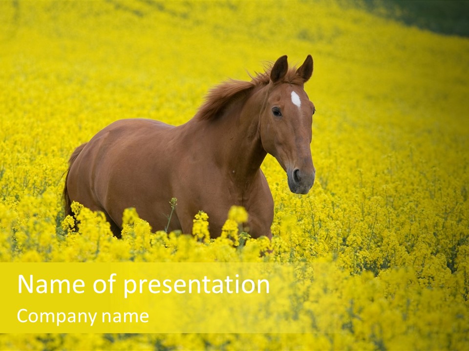 Horse In Flowers PowerPoint Template