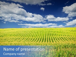 Corn Field PowerPoint Template