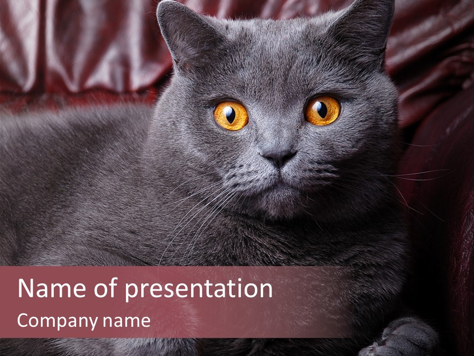 British Cat PowerPoint Template