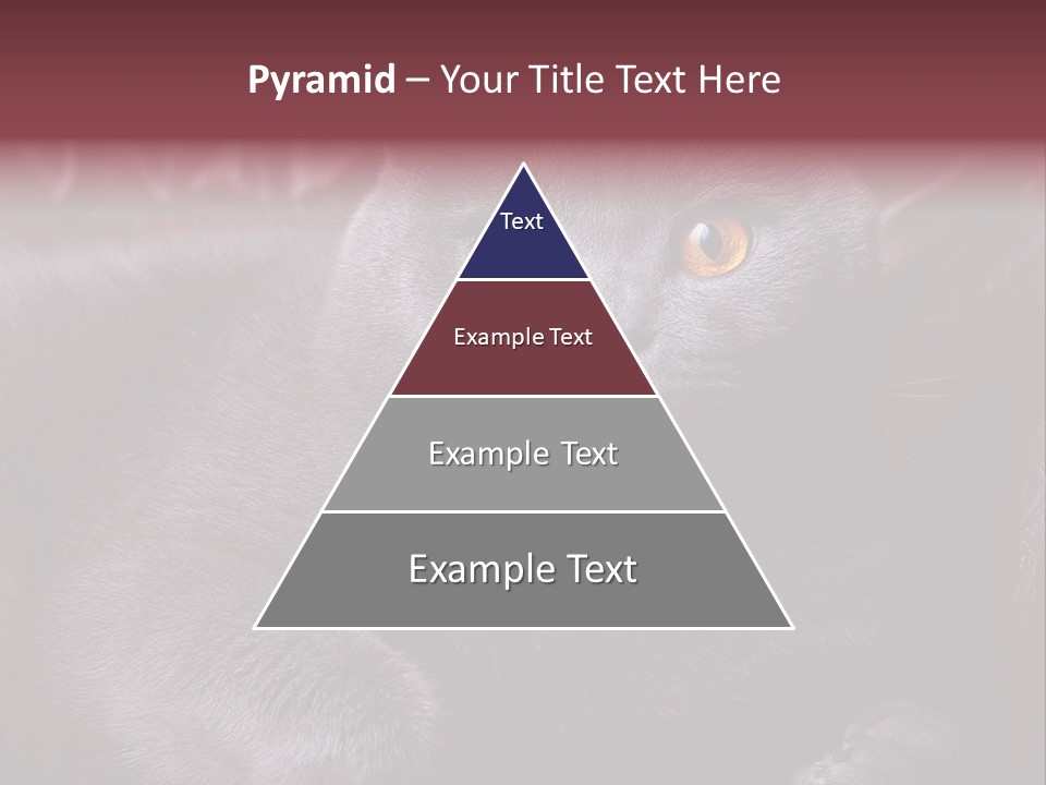 British Cat PowerPoint Template