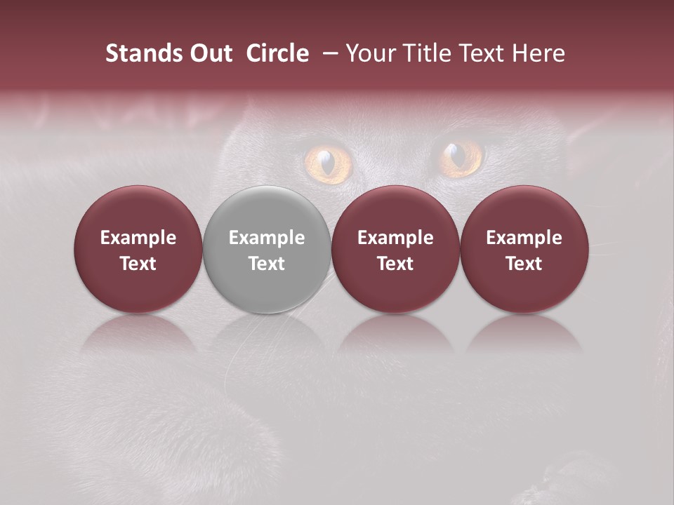 British Cat PowerPoint Template