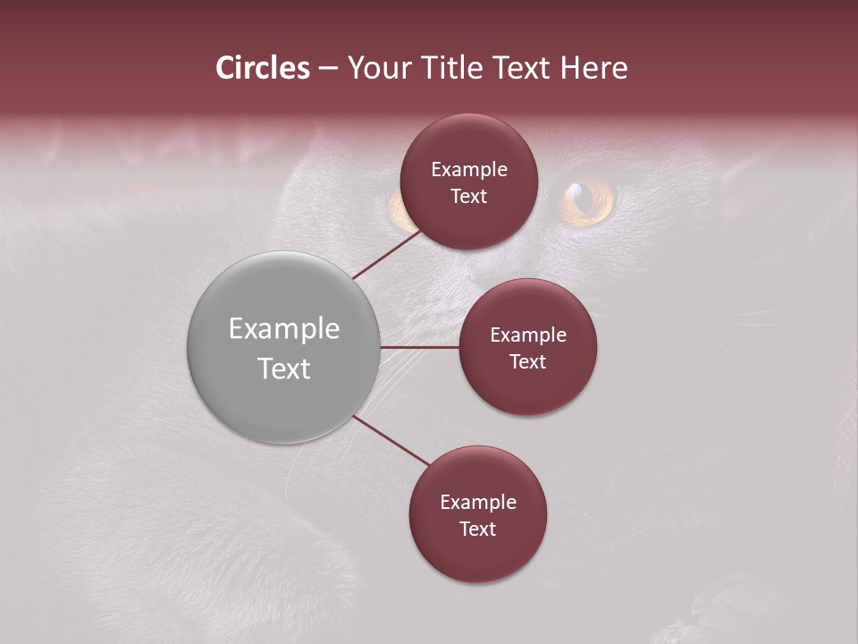 British Cat PowerPoint Template