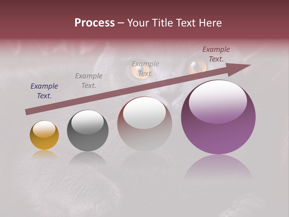 British Cat PowerPoint Template