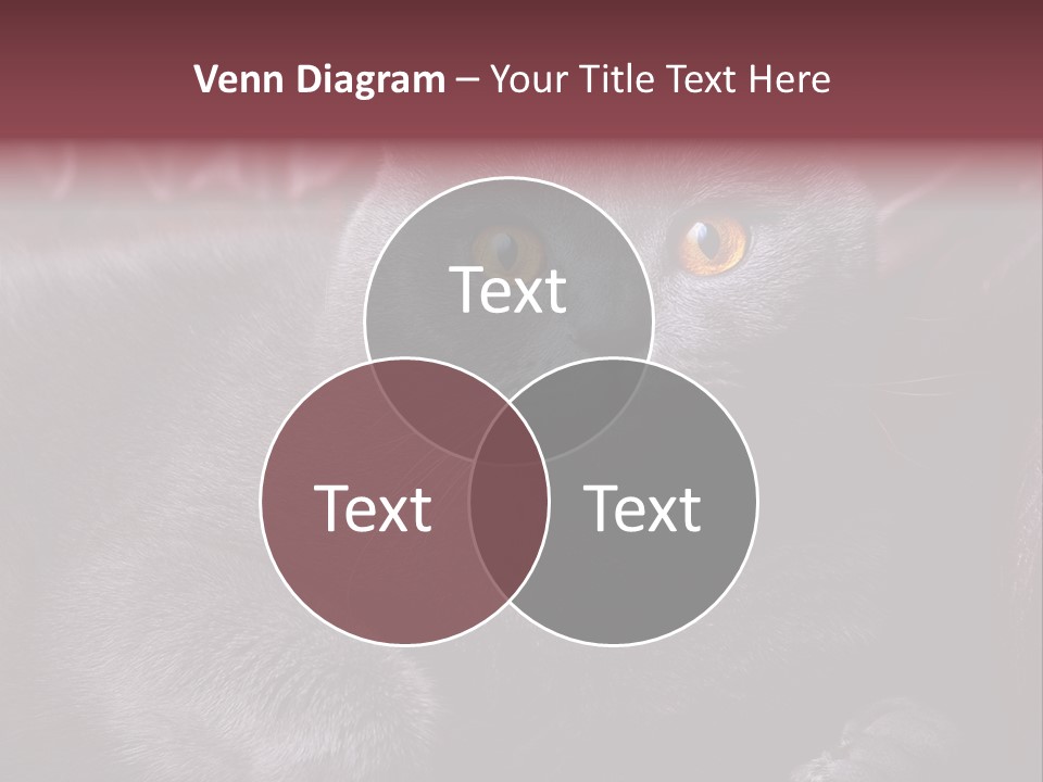 British Cat PowerPoint Template