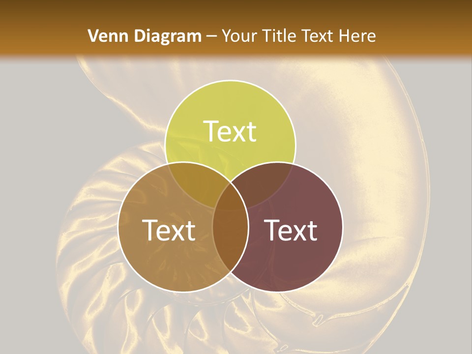 Chambered Nautilus PowerPoint Template