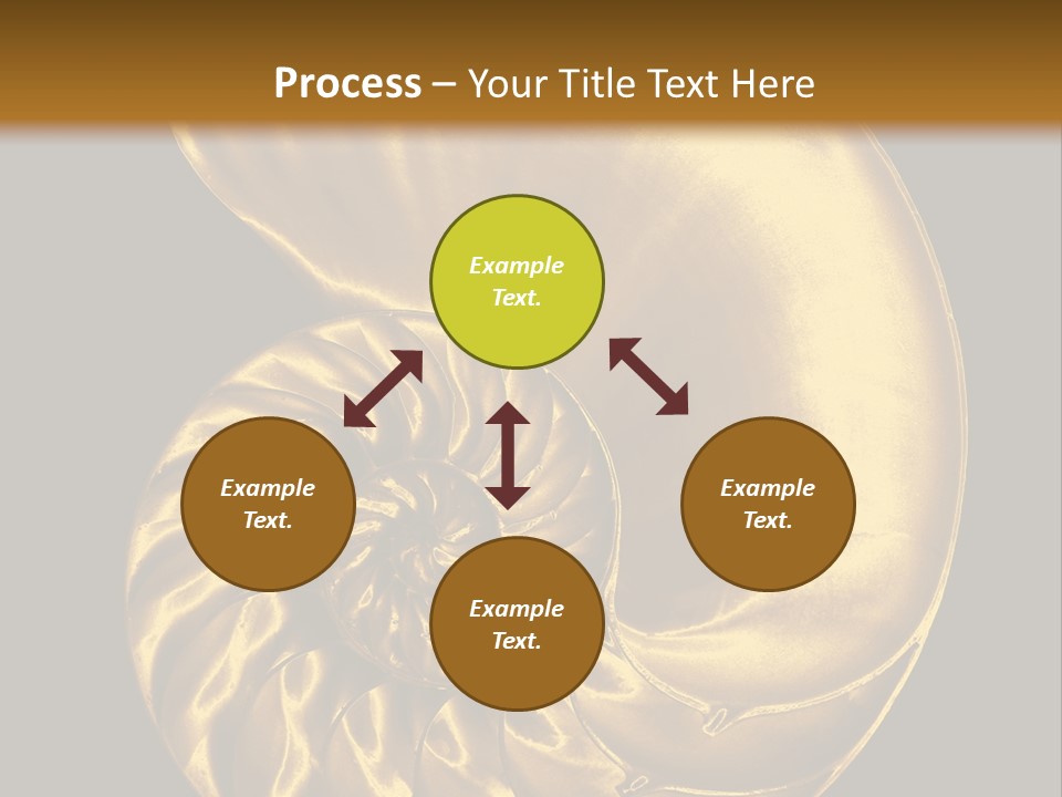 Chambered Nautilus PowerPoint Template