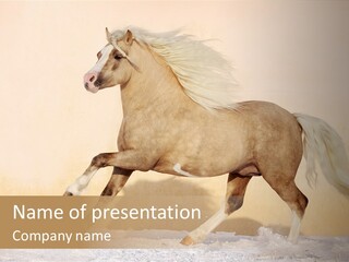 Horse Wallpaper For Desktop PowerPoint Template