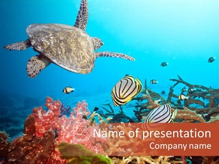 Coral Reefs PowerPoint Template