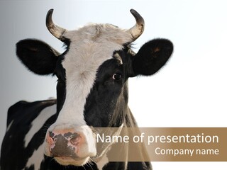 Google Images Animals PowerPoint Template