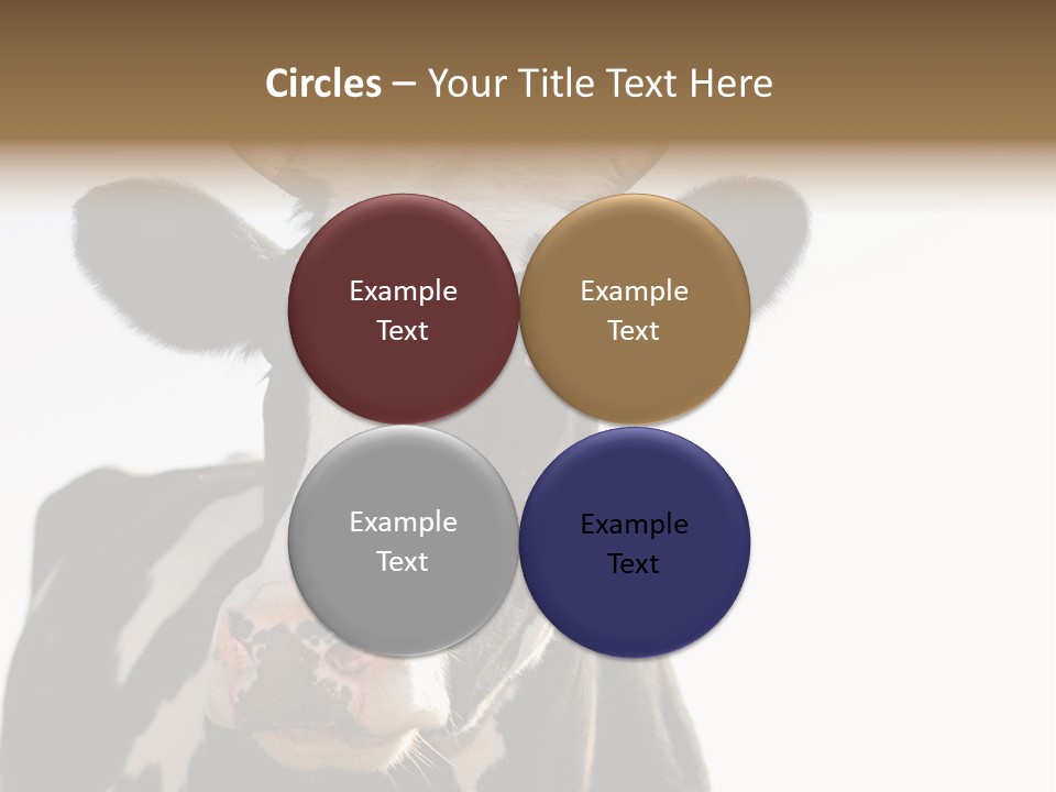 Google Images Animals PowerPoint Template