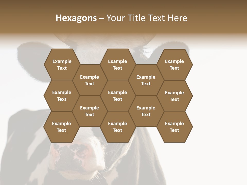 Google Images Animals PowerPoint Template