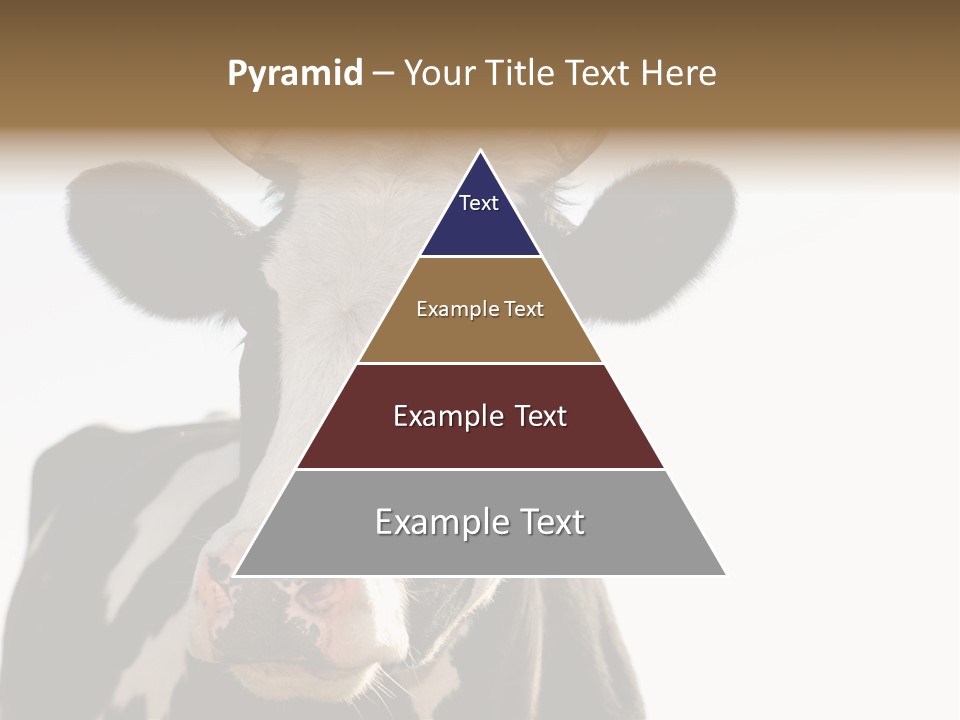 Google Images Animals PowerPoint Template
