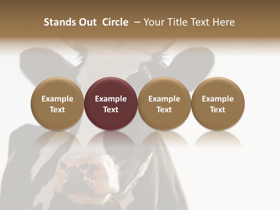 Google Images Animals PowerPoint Template