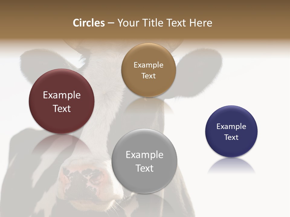 Google Images Animals PowerPoint Template