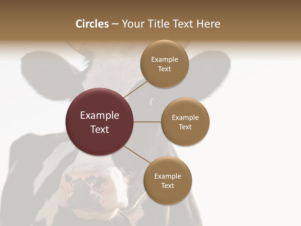 Google Images Animals PowerPoint Template