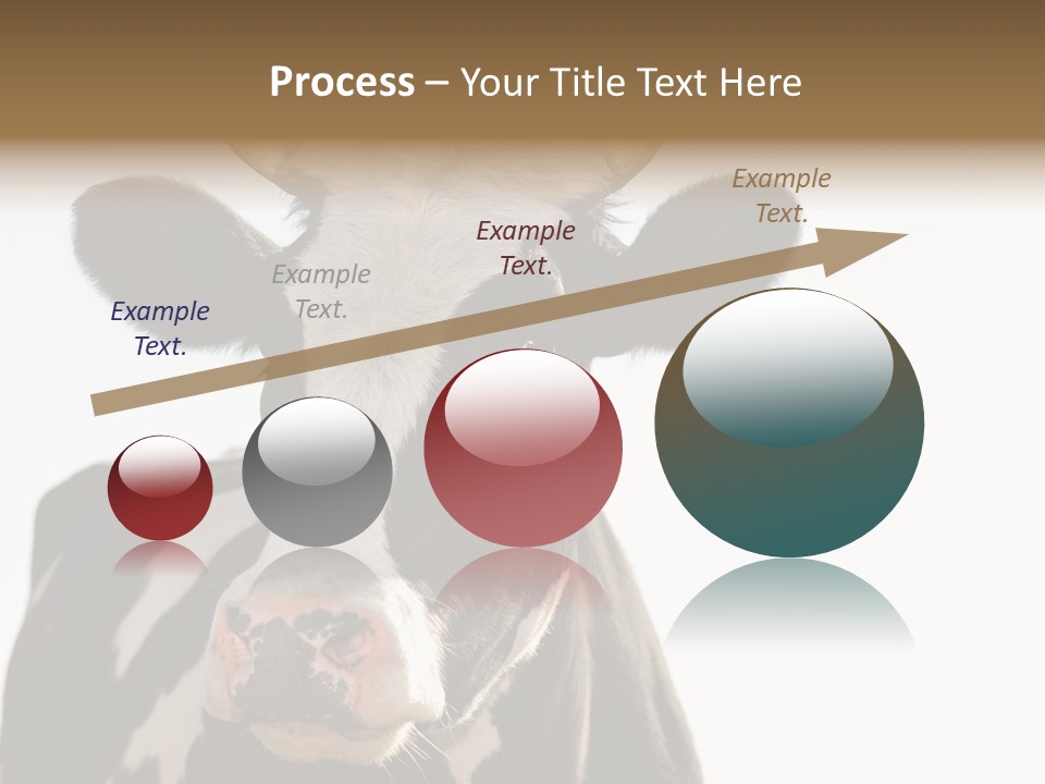 Google Images Animals PowerPoint Template