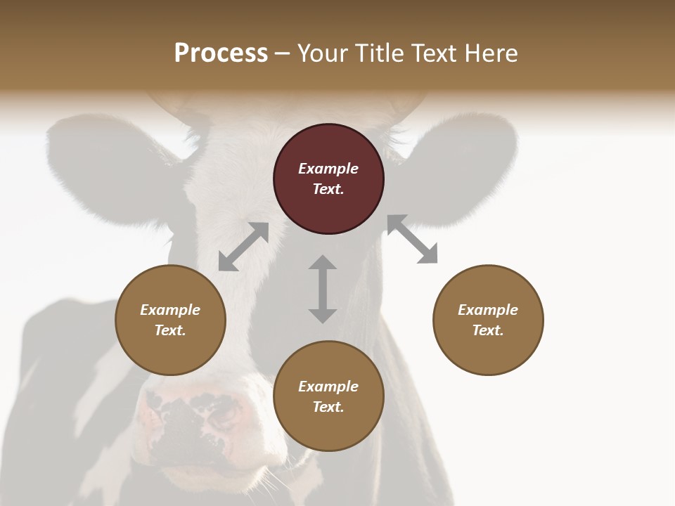 Google Images Animals PowerPoint Template