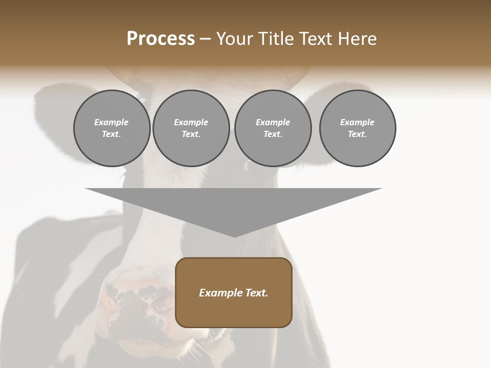 Google Images Animals PowerPoint Template