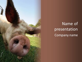 Funny Pig PowerPoint Template