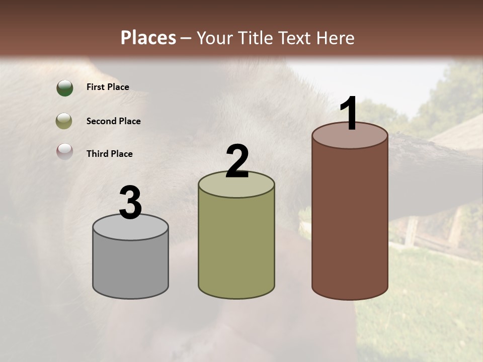 Funny Pig PowerPoint Template