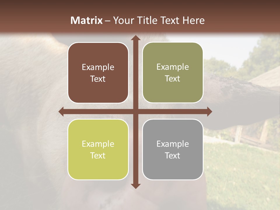 Funny Pig PowerPoint Template