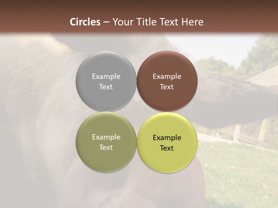 Funny Pig PowerPoint Template