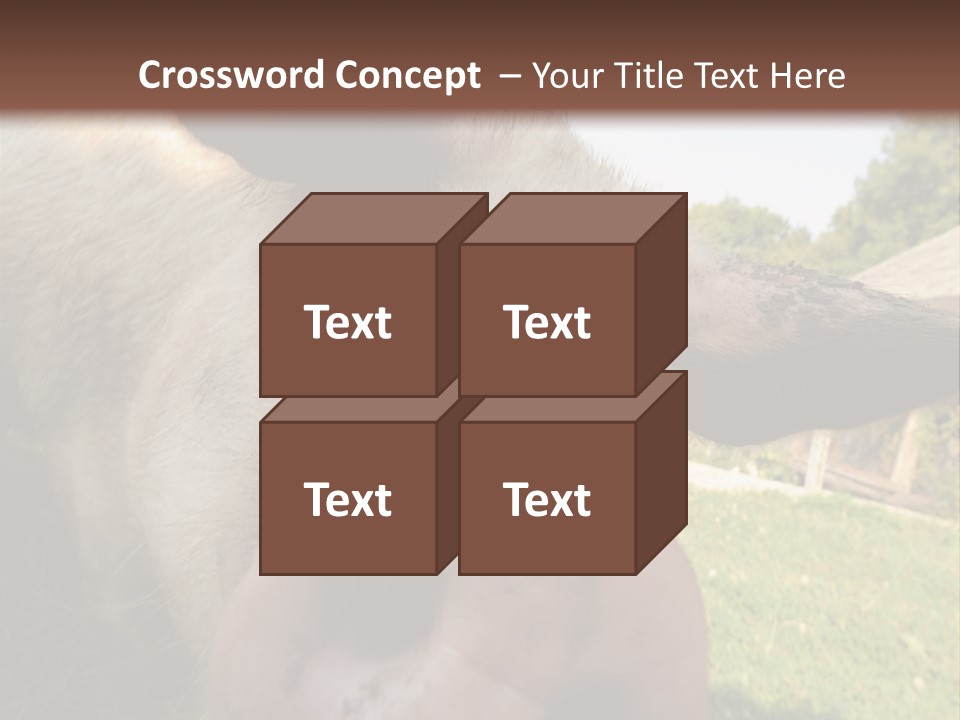 Funny Pig PowerPoint Template