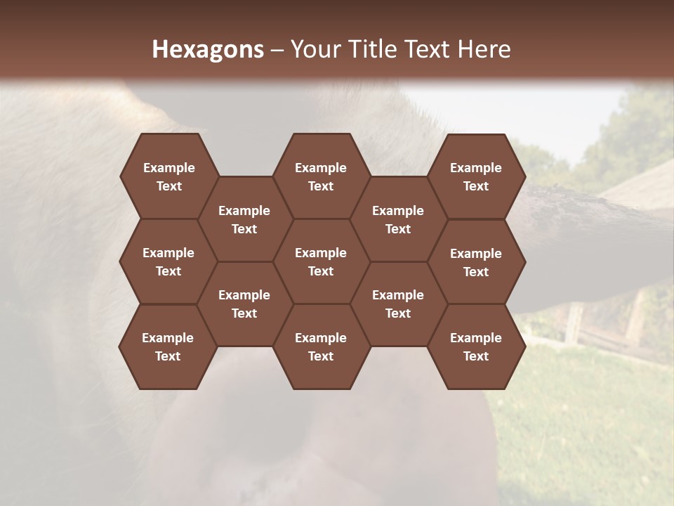 Funny Pig PowerPoint Template