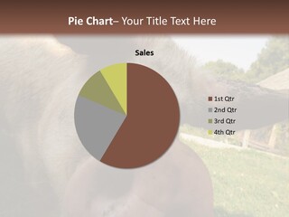 Funny Pig PowerPoint Template