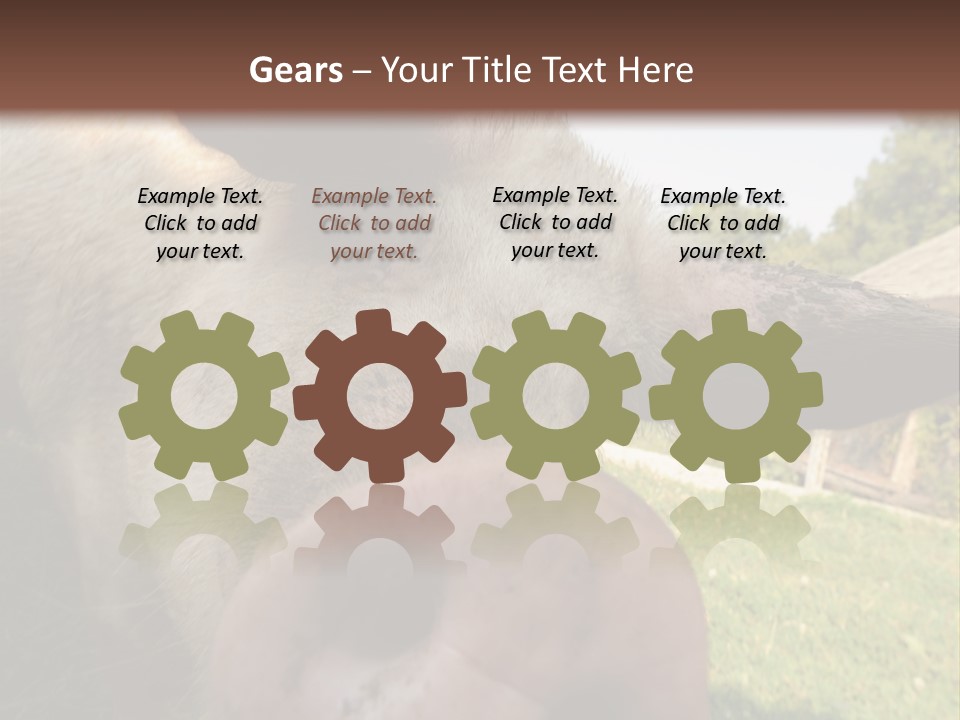 Funny Pig PowerPoint Template