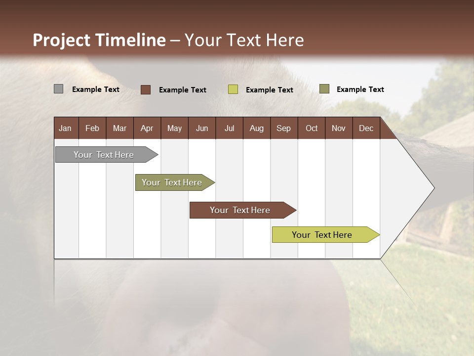 Funny Pig PowerPoint Template