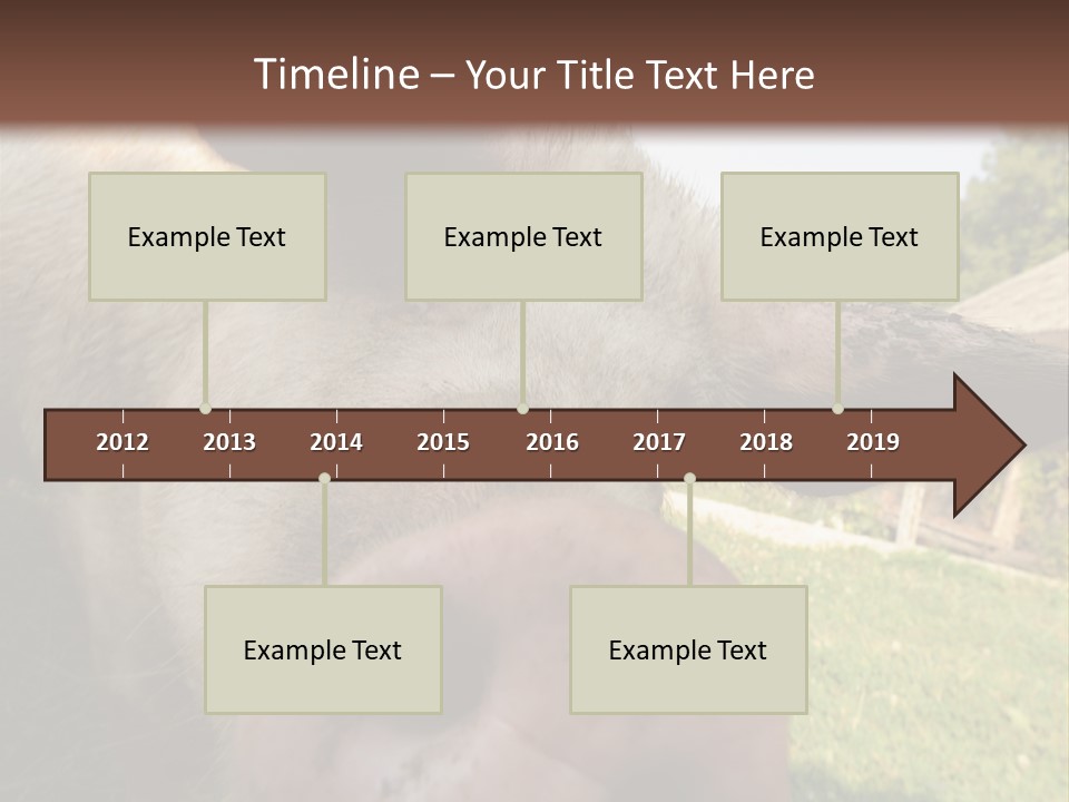 Funny Pig PowerPoint Template