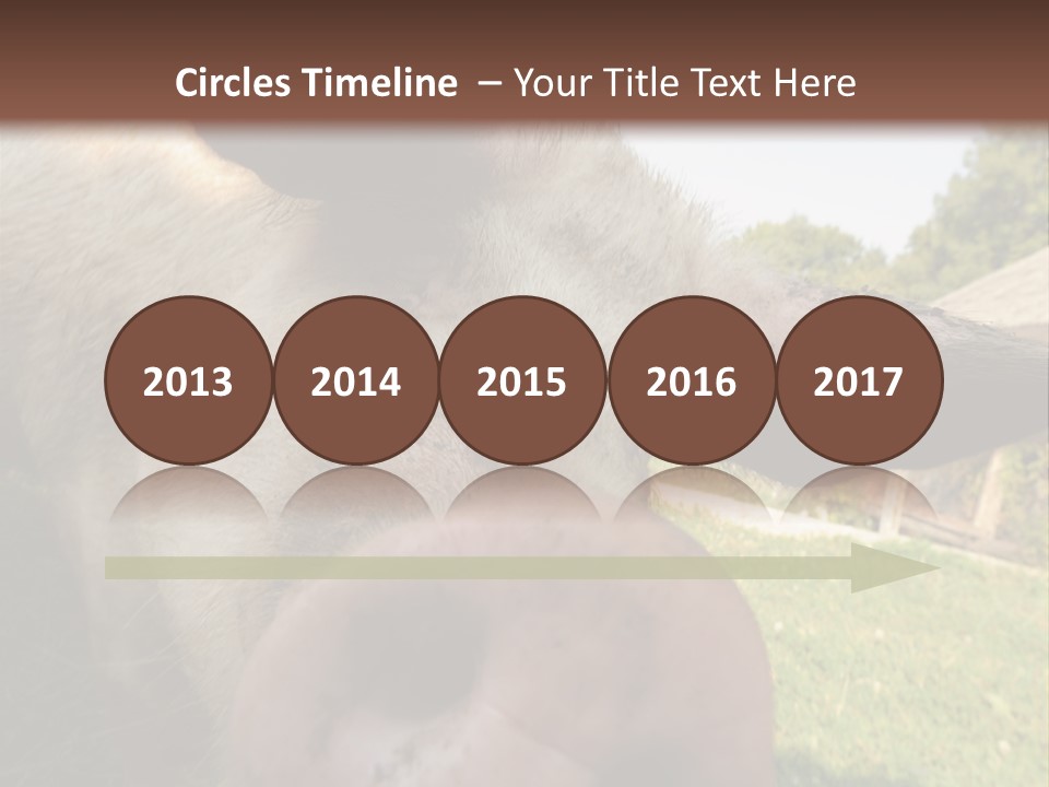 Funny Pig PowerPoint Template