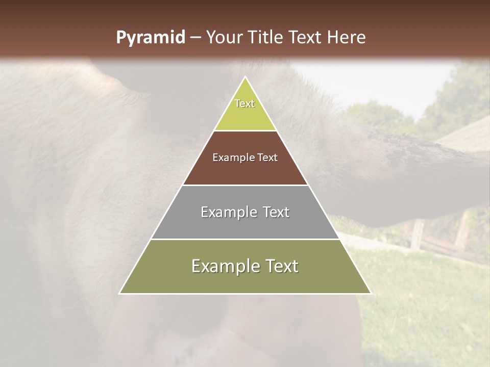 Funny Pig PowerPoint Template