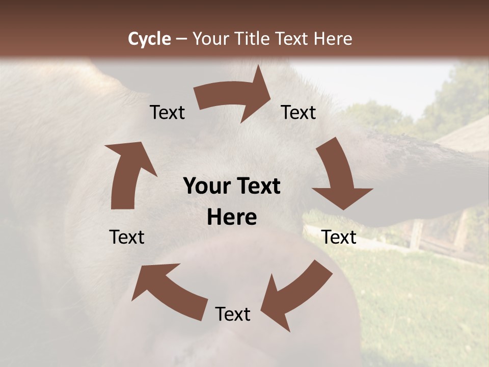 Funny Pig PowerPoint Template