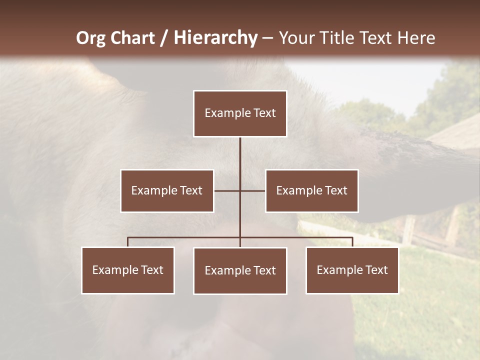 Funny Pig PowerPoint Template