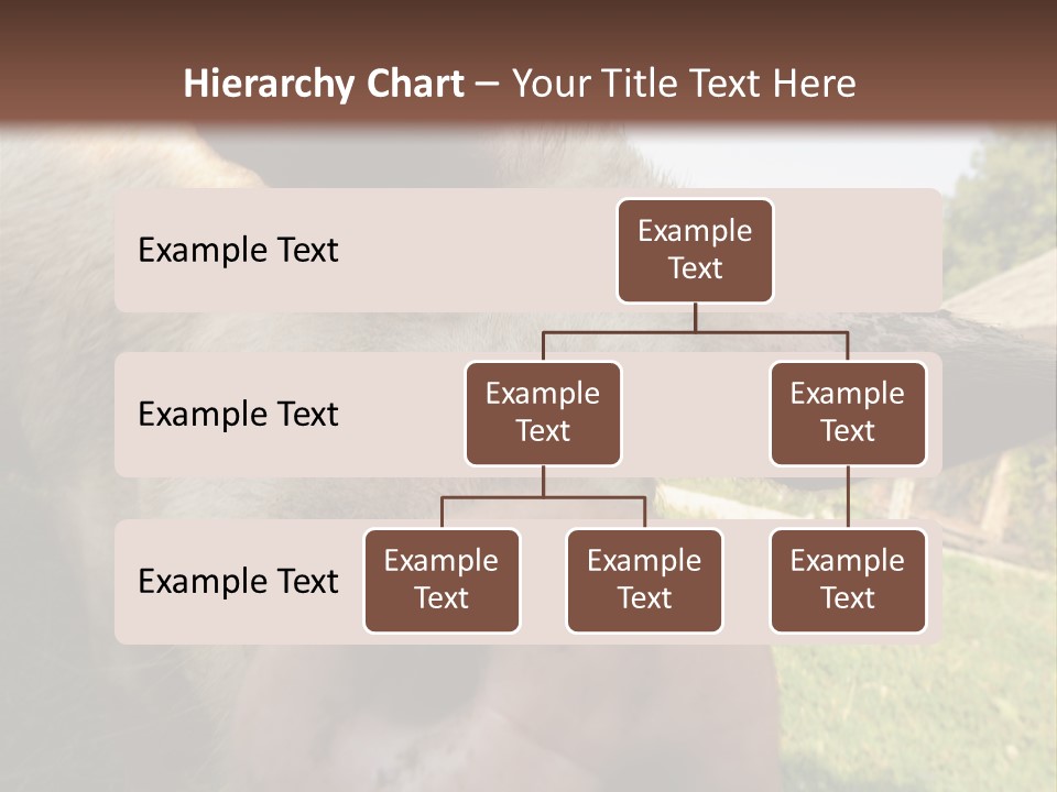 Funny Pig PowerPoint Template