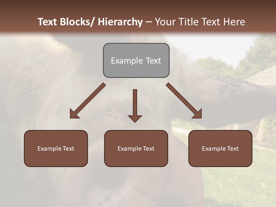 Funny Pig PowerPoint Template