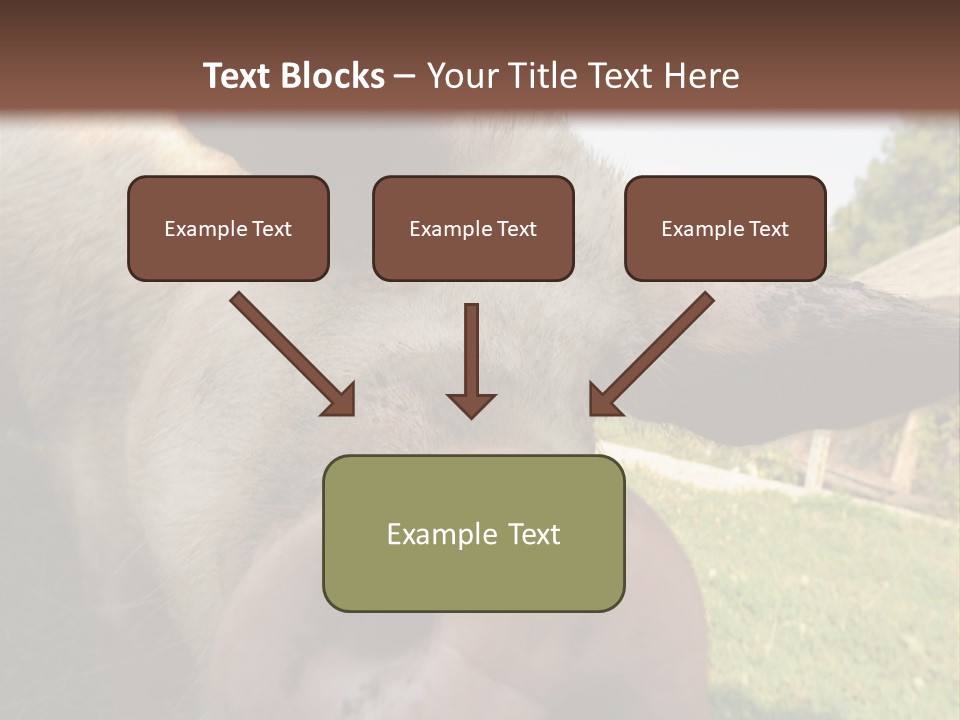 Funny Pig PowerPoint Template