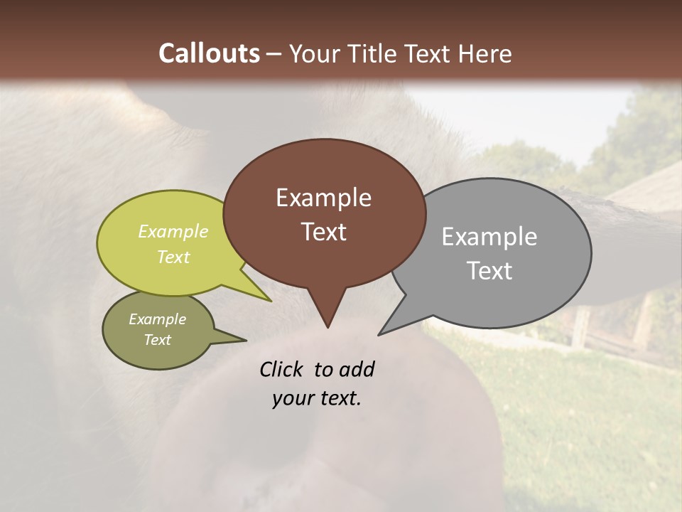 Funny Pig PowerPoint Template