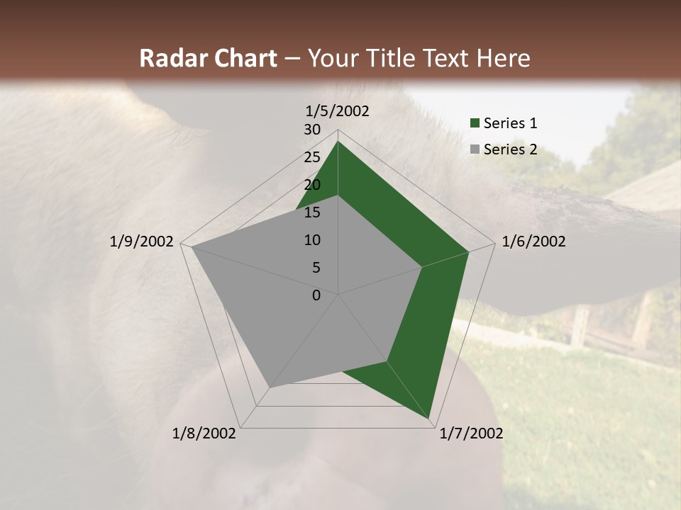 Funny Pig PowerPoint Template