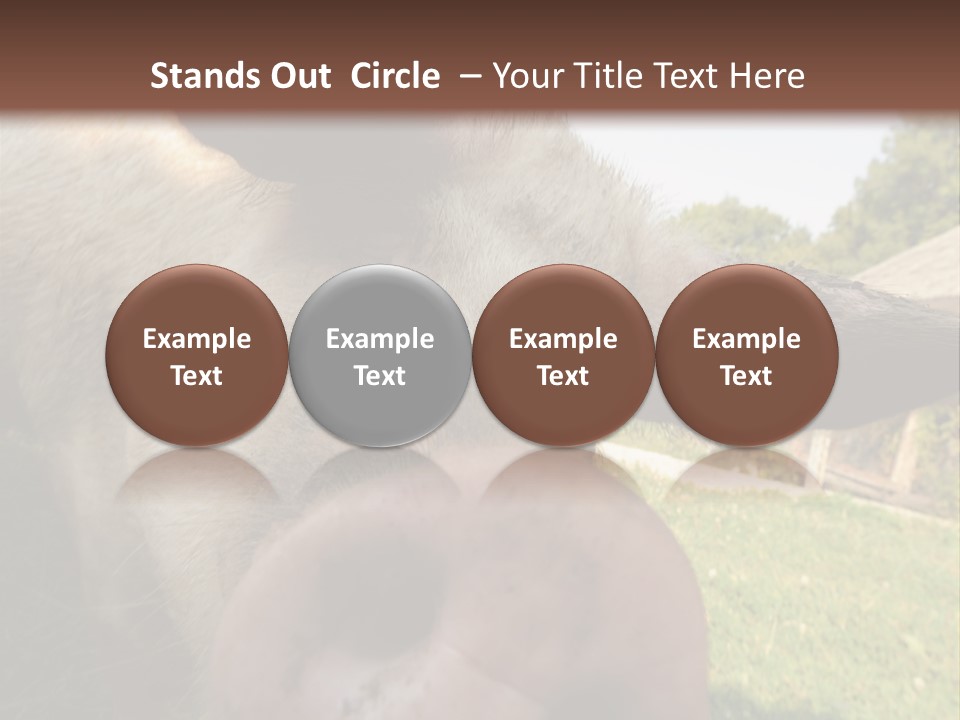 Funny Pig PowerPoint Template