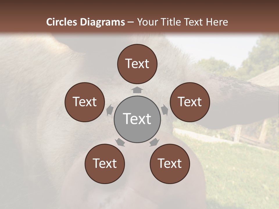 Funny Pig PowerPoint Template