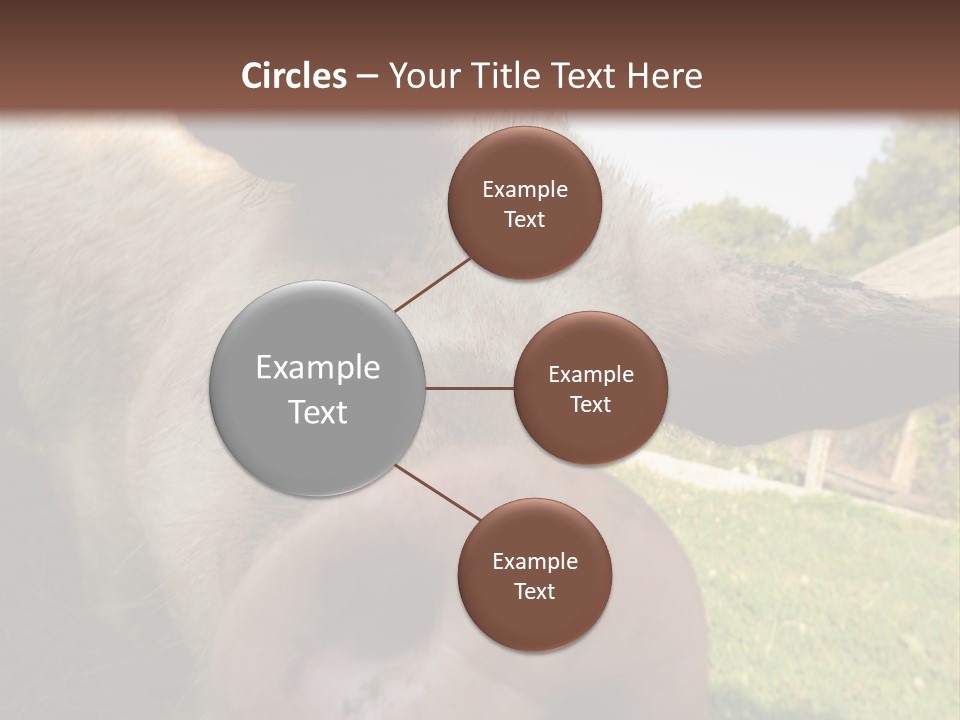 Funny Pig PowerPoint Template