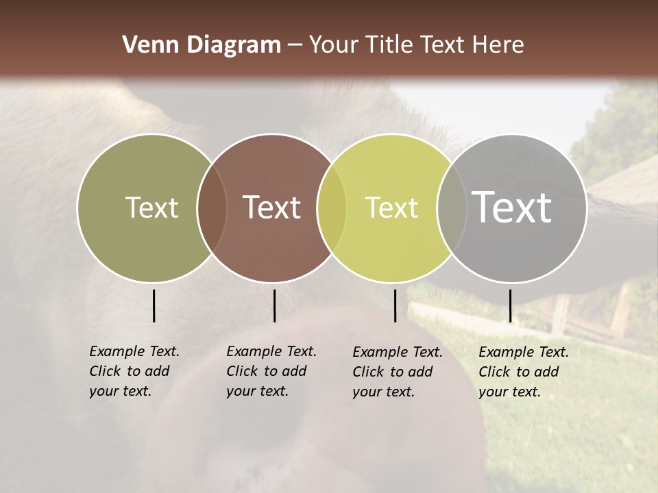 Funny Pig PowerPoint Template