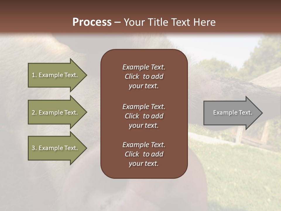 Funny Pig PowerPoint Template