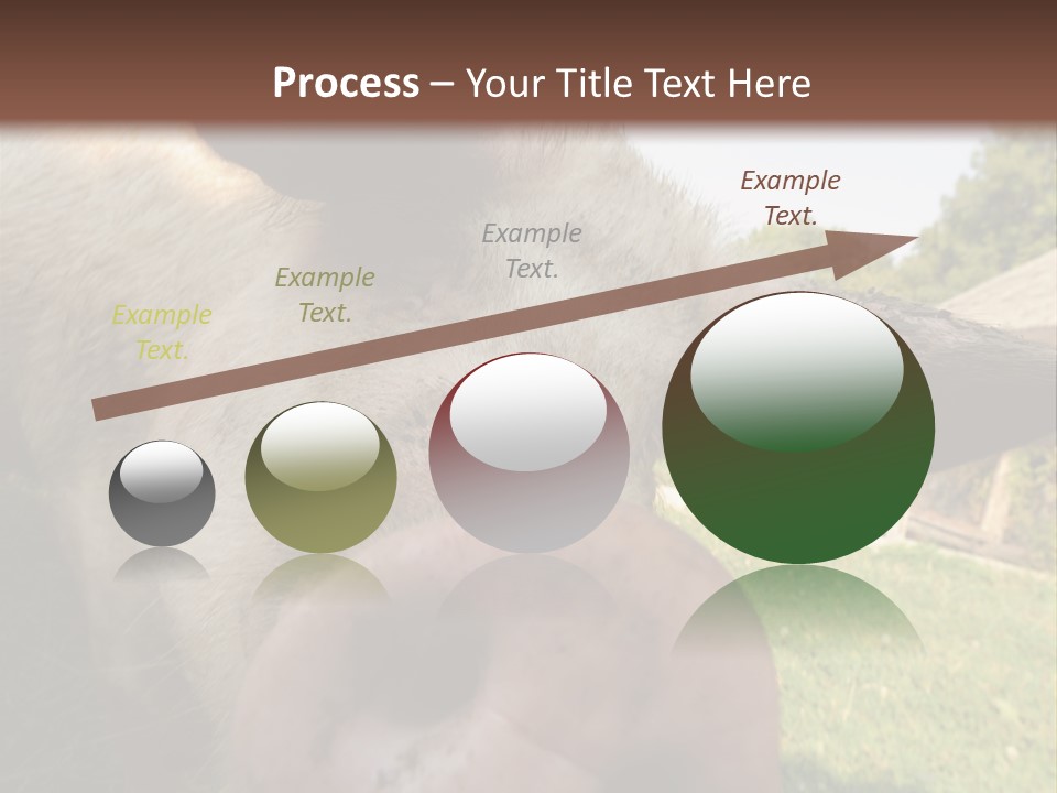 Funny Pig PowerPoint Template